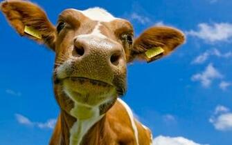 Funny Cow Wallpaper Wallpoper