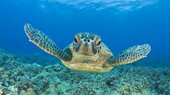 Desktop Wallpaper Turtle Swimming Underwater HD Animal