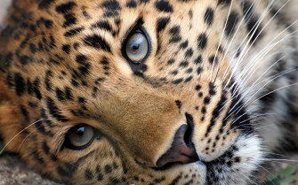 African Animals Wallpaper