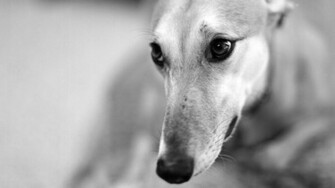 Black And White Dog Wallpaper