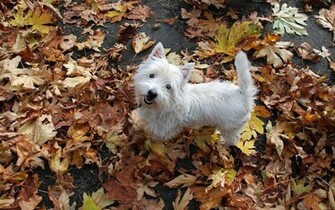 Westie In The Leaves Wallpaper