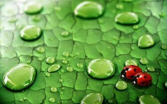 Green Leaf Water Drops Dew Insects Ladybirds Wallpaper