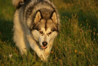 Malamute Wallpaper