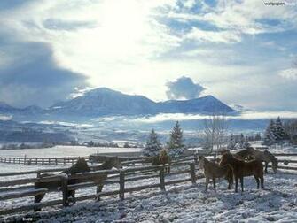 Horses In The Corral HD Wallpaper