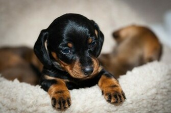 Dog Breeds In United States Breed Nicknames Wiener Hotdog Sausage