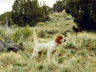Hunting Dog Wallpaper Wallpaperin4k Net