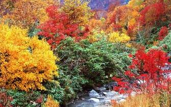 Autumn Trees Wallpaper And Beautiful