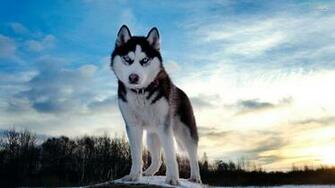Husky Wallpaper Laptop Background Cool
