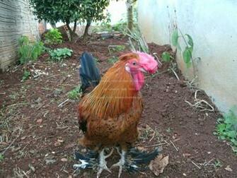 Galo Galize Galinha Chicken Animals