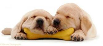 Wp03594 Yellow Labrador Retriever Pups Weeks Old Asleep On Their