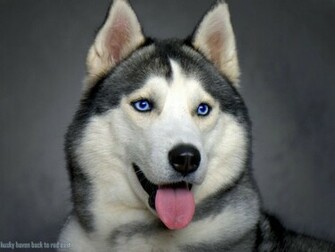 Siberian Husky Wallpaper Bit