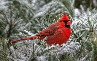 Cardinal Computer Wallpaper Desktop Background Id