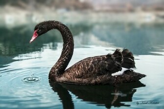 Description Black Swan Bg Jpg