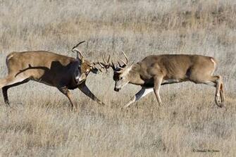 Whitetail Deer