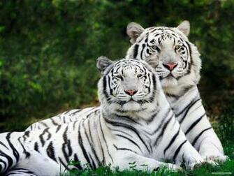 All Type Of Wallpaper White Tiger Animal HD
