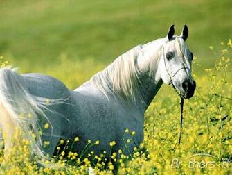 Horses Screensaver