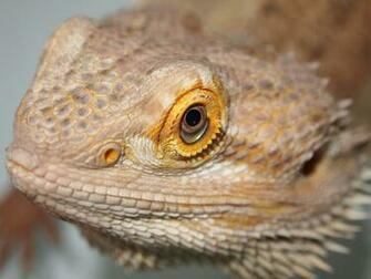 Lizards Reptiles Bearded Dragon HD Wallpaper Wild Animal