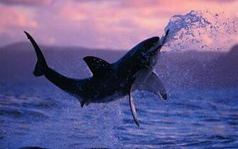 Shark Wallpaper HD Pictures One Background