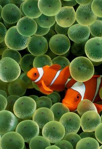 Parallax Ios Wallpaper Fish And Sea