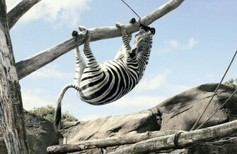 Zebra Desktop Wallpaper On Latoro