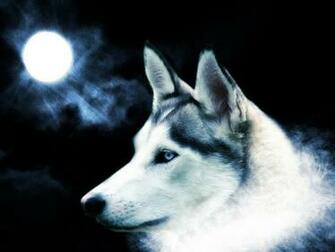 Wolf Background Wallpaper Theme Desktop