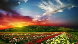 Rose Flower Garden Background HD Wallpaper Of