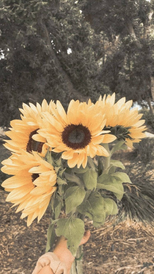 Sunflower iPhone Wallpaper