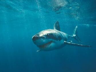 Great White Shark Wallpaper HD
