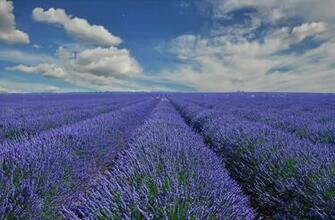 Provence Wallpaper