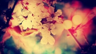 Source From Wallpapercave Pretty Wallpaper For Computer