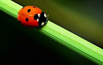 Ladybug Computer Wallpaper Desktop Background Id