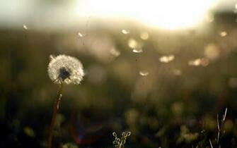 Dandelion HD Wild Nature Wallpaper Phantom Forest