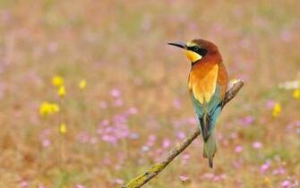 Summer Bird Wallpaper