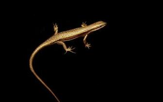 Lizard Computer Wallpaper Desktop Background
