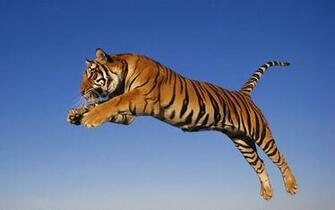 HD Tiger Image Wallpaper And Pictures Beautiful Animals