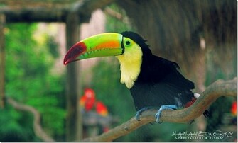 Keel Billed Toucan Wallpaper All Size