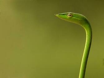 Anaconda Snake Wallpaper Widescreen High Resolution HD