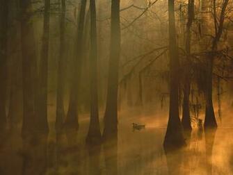 Mallard Pair Cypress Swamp Wallpaper