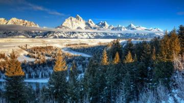 Nature Landscape Trees Forest Yellowstone National Park
