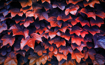 Autumn Leaves 4k Macbook Pro Retina HD Wallpaper