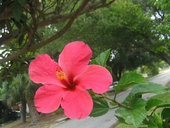 Flower Wallpaper Html Hawiian Hibiscus Beautiful