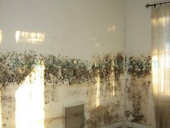 Mold Pictures Thumbs