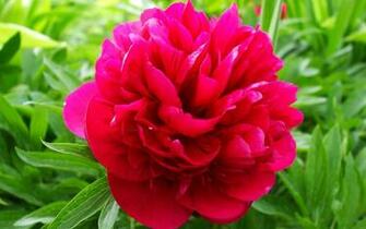 Peony Wallpaper Desktop