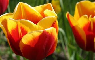Nature Jedspringinyellowandred Jpg Skystone