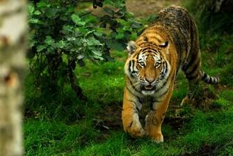 Desktop Image Of Big Cats Wallpaper