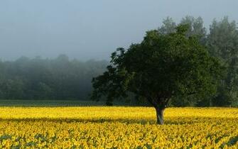 Sunflower Field Desktop Pc And Mac Wallpaper