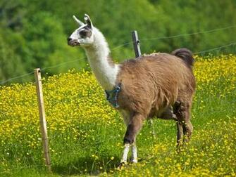 Llama Wallpaper
