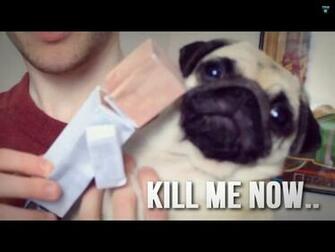 Pug Hates Dr Trayaurus Diamondminecart
