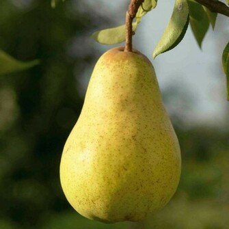 Wallpaper Pear Photo For Desktop