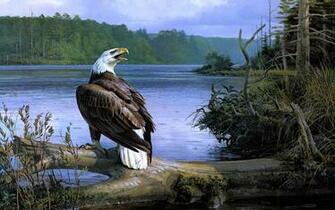 The Bald Eagle High Quality And Resolution Wallpaper On